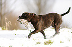 playing Staffordshire Bullterrier