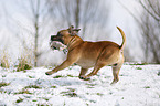 playing Staffordshire Bullterrier