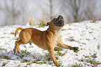 running Staffordshire Bullterrier