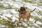 playing Staffordshire Bullterrier