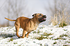 running Staffordshire Bullterrier