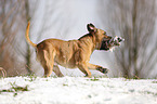 playing Staffordshire Bullterrier