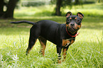 young Staffordshire Bullterrier