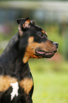 young Staffordshire Bullterrier