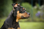 young Staffordshire Bullterrier