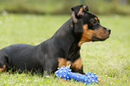 young Staffordshire Bullterrier