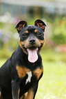 young Staffordshire Bullterrier