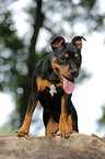 young Staffordshire Bullterrier