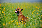 sitting Staffordshire Bull Terrier