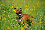 Staffordshire Bull Terrier