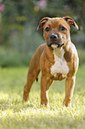 young Staffordshire Bull Terrier