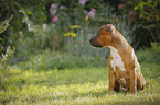 sitting Staffordshire Bull Terrier