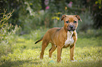 young Staffordshire Bull Terrier
