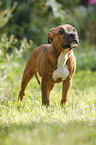 young Staffordshire Bull Terrier