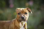 Staffordshire Bull Terrier Portrait
