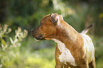 Staffordshire Bull Terrier Portrait