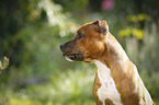 Staffordshire Bull Terrier Portrait