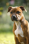 Staffordshire Bull Terrier Portrait