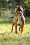 young Staffordshire Bull Terrier