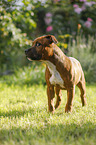 young Staffordshire Bull Terrier