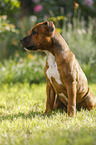 sitting Staffordshire Bull Terrier