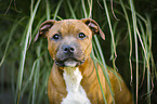 Staffordshire Bull Terrier Portrait
