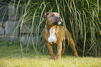 young Staffordshire Bull Terrier