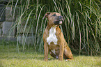 sitting Staffordshire Bull Terrier