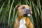 Staffordshire Bull Terrier Portrait
