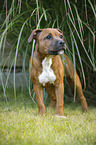 young Staffordshire Bull Terrier