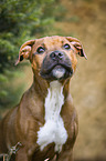 Staffordshire Bull Terrier Portrait