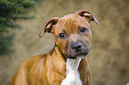 Staffordshire Bull Terrier Portrait