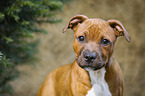 Staffordshire Bull Terrier Portrait