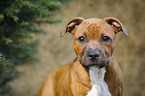 Staffordshire Bull Terrier Portrait