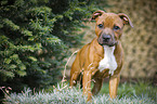 young Staffordshire Bull Terrier