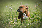 young Staffordshire Bull Terrier