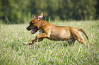 Staffordshire Bull Terrier runs over meadow