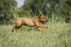 Staffordshire Bull Terrier runs over meadow