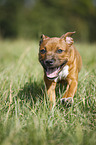 Staffordshire Bull Terrier runs over meadow