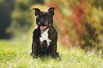 sitting Staffordshire Bull Terrier