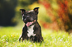 sitting Staffordshire Bull Terrier