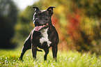 Staffordshire Bull Terrier