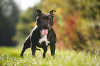 Staffordshire Bull Terrier