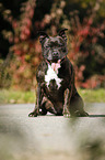 sitting Staffordshire Bull Terrier