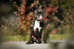 sitting Staffordshire Bull Terrier