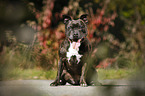 sitting Staffordshire Bull Terrier