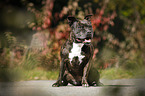 sitting Staffordshire Bull Terrier
