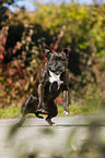 jumping Staffordshire Bull Terrier
