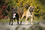 2 Staffordshire Bull Terrier