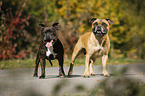 2 Staffordshire Bull Terrier